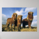 Suche nach shetland pony poster Niedlich