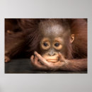 Recherche de reposant posters Jungle