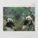 Suche nach junger panda poster Portrait