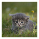 Recherche de chatons mignons posters Animal de compagnie