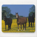 Recherche de pur tapis souris Cheval
