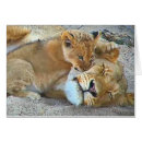 Suche nach löwin postkarten Junges