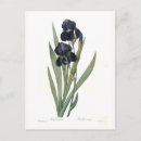 Recherche de iris cartes postales Vintage