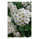 Recherche de fleurs blanches posters Printemps