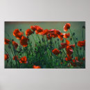 Suche nach mohnblumen leinwand Natur