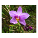 Suche nach wilde orchidee poster Lila