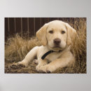 Suche nach brauner labrador poster Hund
