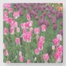 Recherche de fleur tulipe dessous de verres Floraison