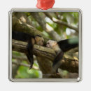 Recherche de singe ornements Nature