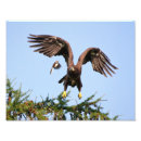 Suche nach spottdrossel poster Wild lebende tiere