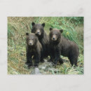 Suche nach grizzlybär postkarten Alaska