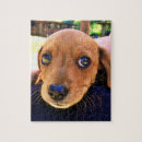 Suche nach dachshund puzzle Haustier