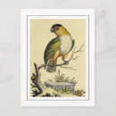 Recherche de perruches cartes postales Nature