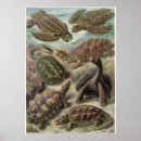 Recherche de biologie posters Kunstformen der natur
