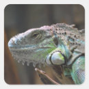 Suche nach iguana aufkleber Eidechse