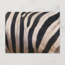 Suche nach zebra foto postkarten Streifen