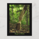 Recherche de castors cartes postales Rongeur