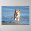Recherche de corgi posters Sable
