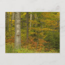Suche nach new hampshire postkarten White mountain national forest
