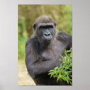 Recherche de portrait de gorille art Ape