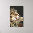 Suche nach tabbykatze Zuhause