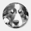 Suche nach für collies magnete Dog