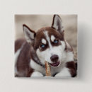 Recherche de husky badges Dog