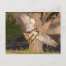 Recherche de prendre cartes postales Oiseau