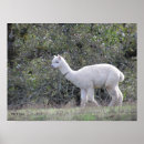 Recherche de alpaca posters Animals