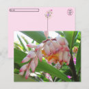 Suche nach ingwer blume postkarten Rosa