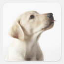 Recherche de langue autocollants Humour