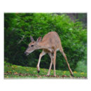 Suche nach weibchen poster Natur