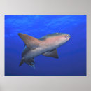 Recherche de ambergris posters Caraïbes