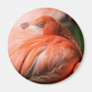 Recherche de animal lover magnets Animals