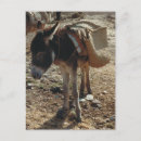 Recherche de mules cartes postales Animal