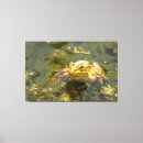 Suche nach grüner frosch leinwandbilder Niedlich