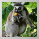 Suche nach lemur kunst Primat