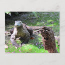 Suche nach komodo drache postkarten Natur