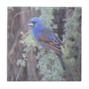 Suche nach vogelbeobachtung fliesen Singvogel