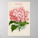 Recherche de hortensias posters Élégant