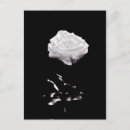 Suche nach schöne weiße rose postkarten Schwarz