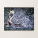 Suche nach pelikan puzzle Florida