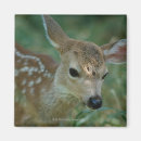 Recherche de faon de cerfs communs maison deco Mignon