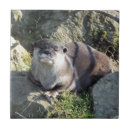 Suche nach otter fliesen Tierwelt