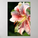 Suche nach rosa lilien poster Sommer