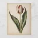 Recherche de tulipe cartes postales Illustration