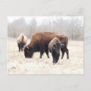 Suche nach amerikanischer bison postkarten Winter