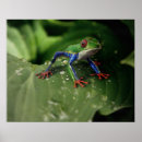 Recherche de de mur de grenouille posters Nature