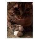 Suche nach nachdenklich Katze