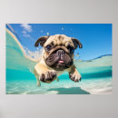 Suche nach mops spaß poster Haustier